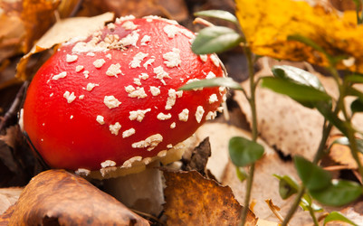 Similar image 616593