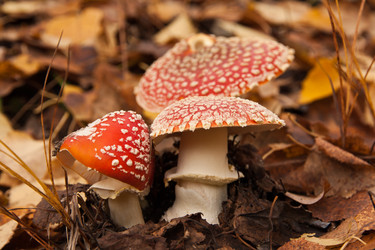 Similar image 616595