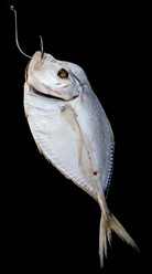 Similar image 616909