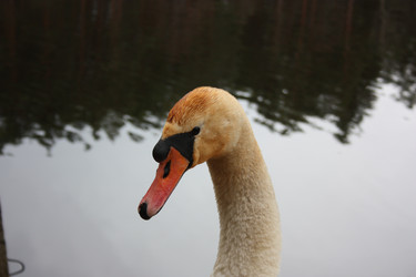 Similar image 617225