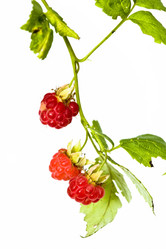 Similar image 617438