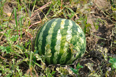 Similar image 619702