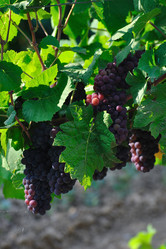 Similar image 620952