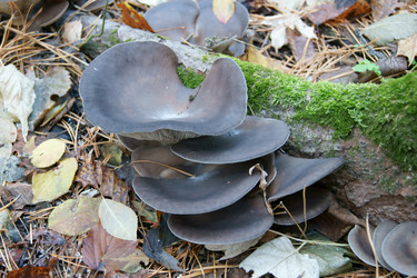 Similar image 621409