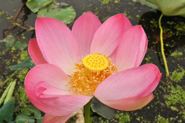 Similar image 622717