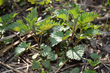 Similar image 623076