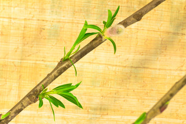 Similar image 623237