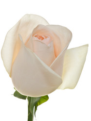 Similar image 623266