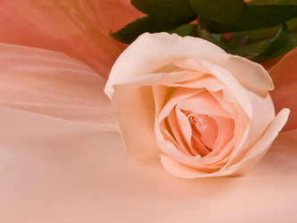 Similar image 623285