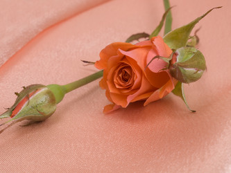 Similar image 623287