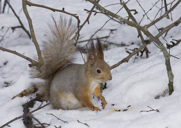 Similar image 623305