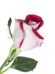 Similar image 623343