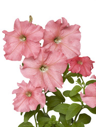 Similar image 623380