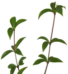 Similar image 623459