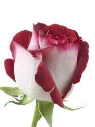 Similar image 623822