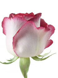 Similar image 623823