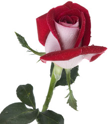 Similar image 623837