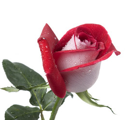 Similar image 623840