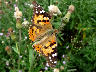 Similar image 624259