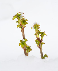 Similar image 624654