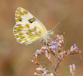 Similar image 625096