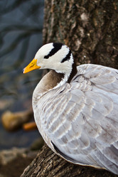 Similar image 625248