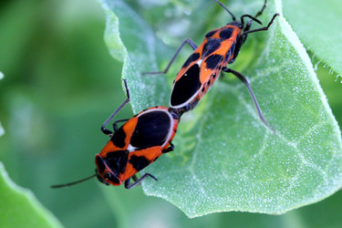 Similar image 625714