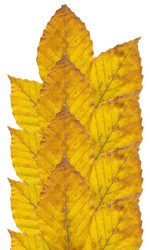 Similar image 626977