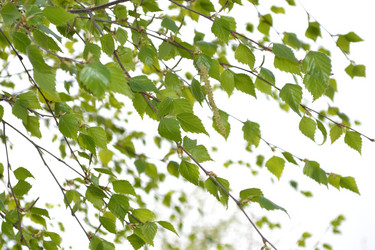 Similar image 627098