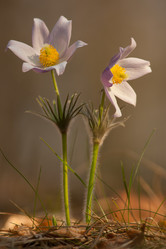 Similar image 627132