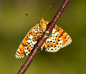 Similar image 627133