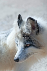 Similar image 627193