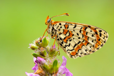 Similar image 627316