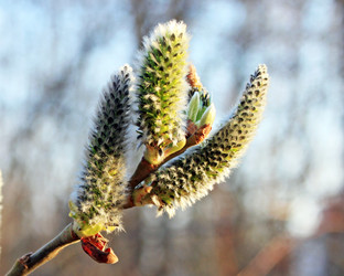 Similar image 627619