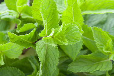 Similar image 627703