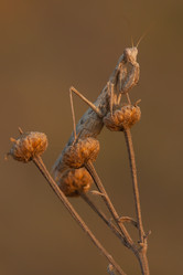 Similar image 628146