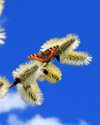 Similar image 628217