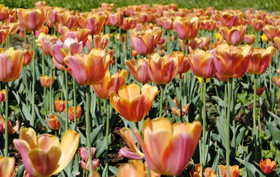 Similar image 629452