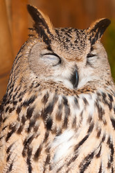 Similar image 630691