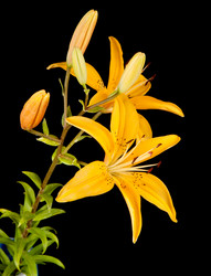 Similar image 632162