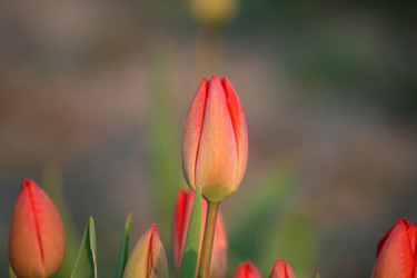 Similar image 632504