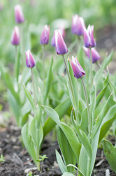 Similar image 632505