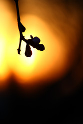 Similar image 632512