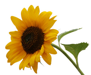 Similar image 633059