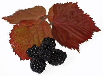 Similar image 633115