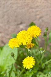 Similar image 633404