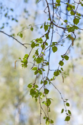 Similar image 633462