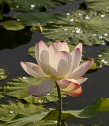 Similar image 634990