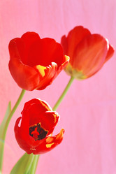 Similar image 635267