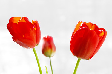 Similar image 635285